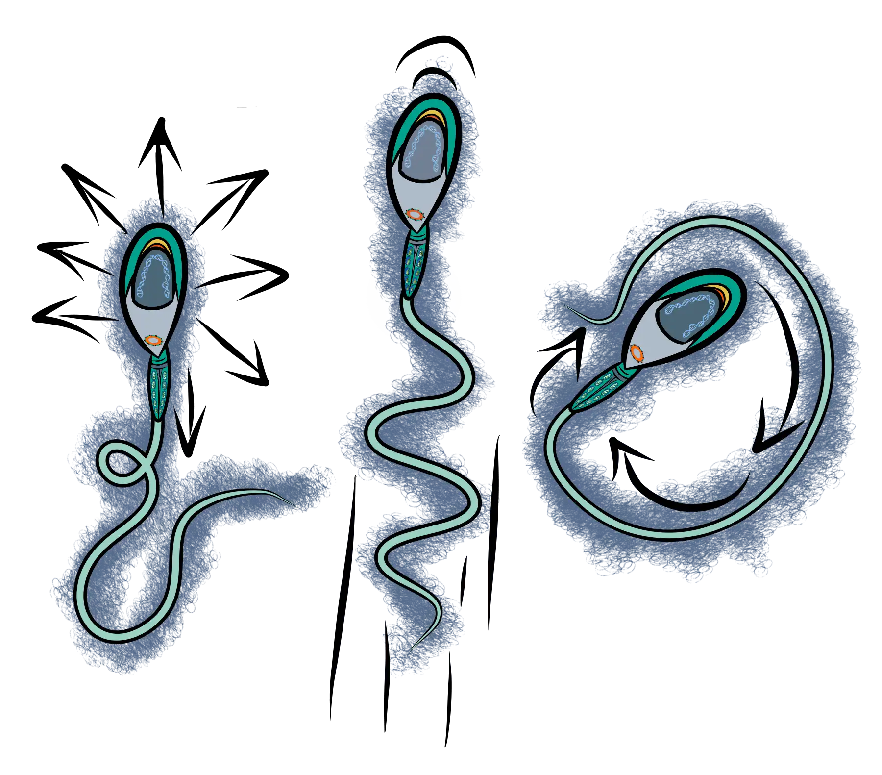 Illustration eines Spermiums als visueller Einstieg zur Focus-Fertility-Kampagne